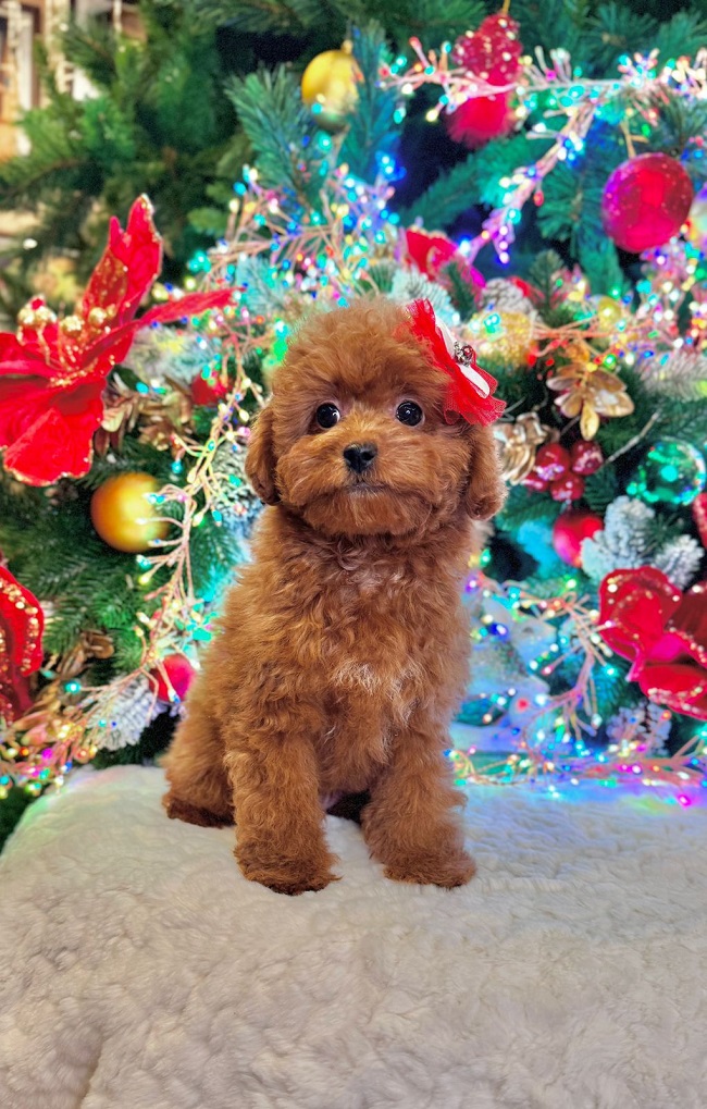 щенок мальтипу