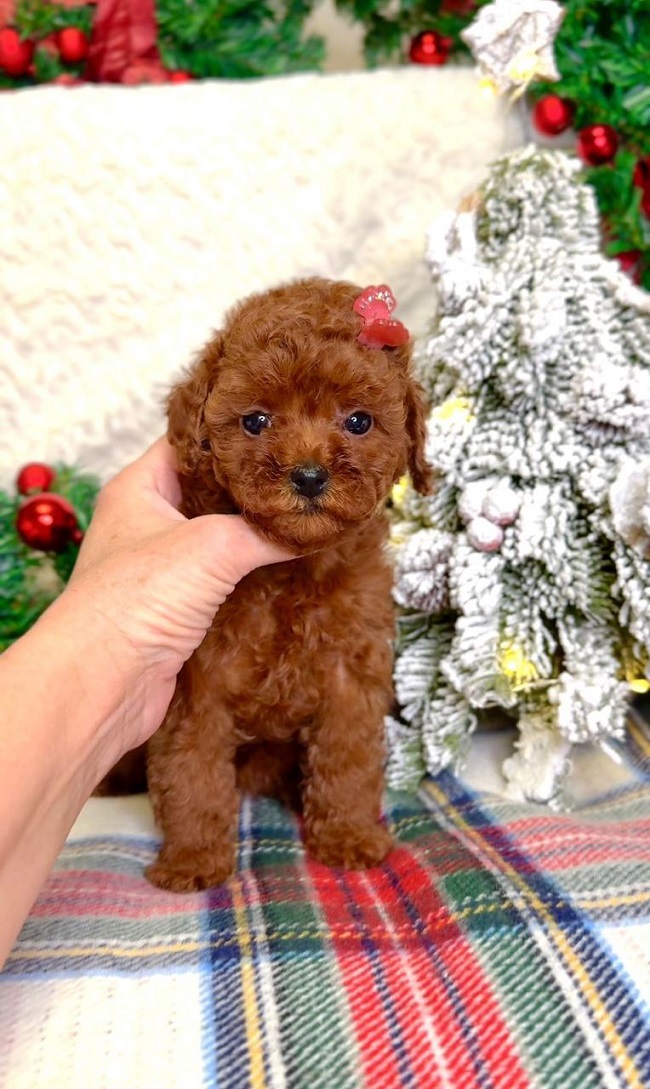 щенок мальтипу