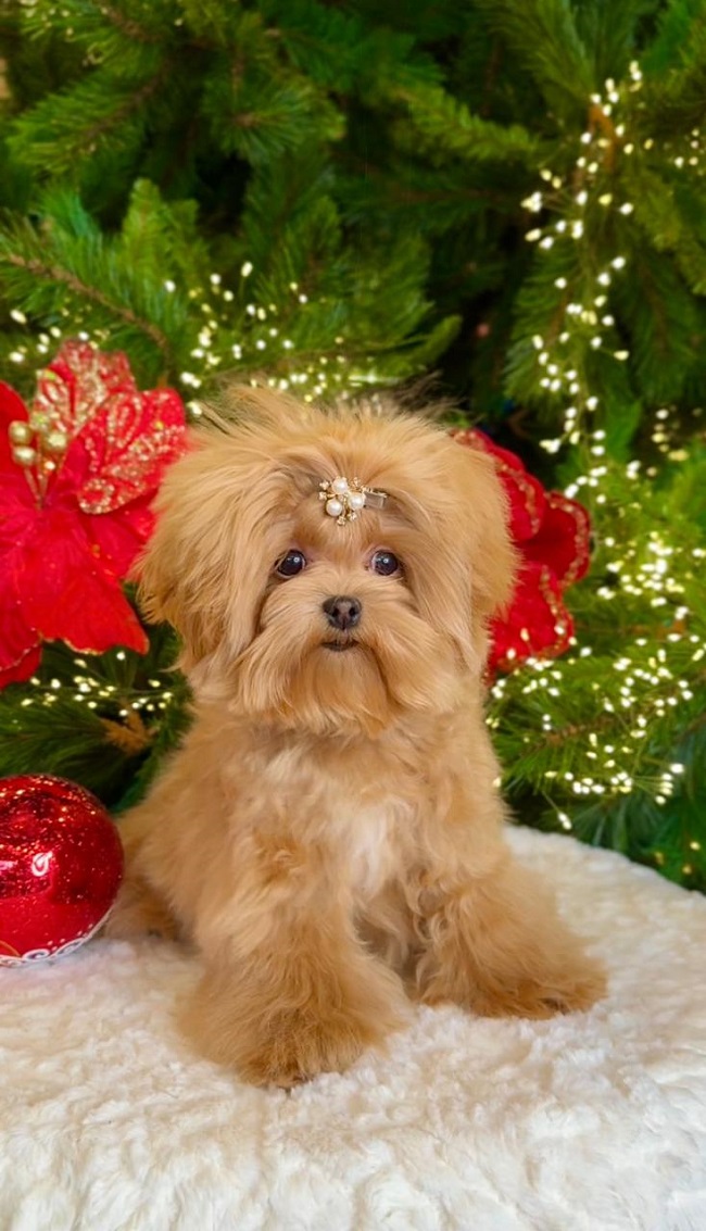 щенок мальтипу