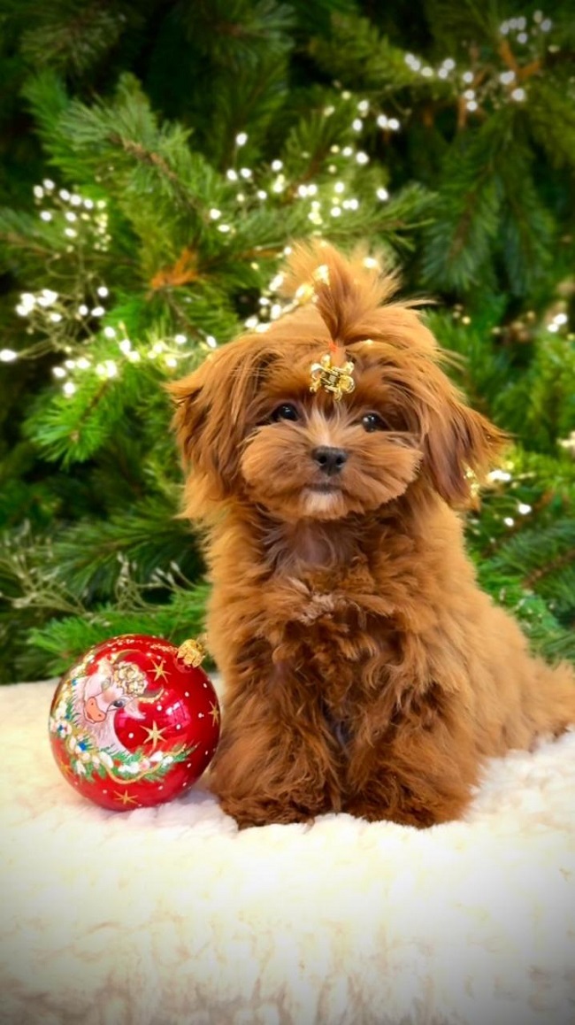 щенок мальтипу