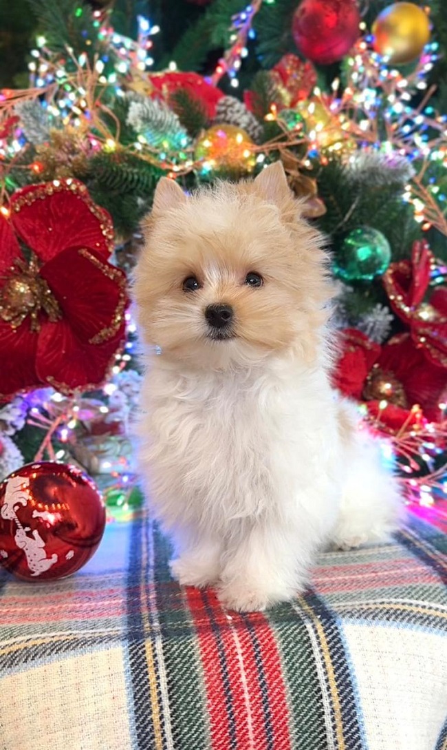 купить йорка в питомнике