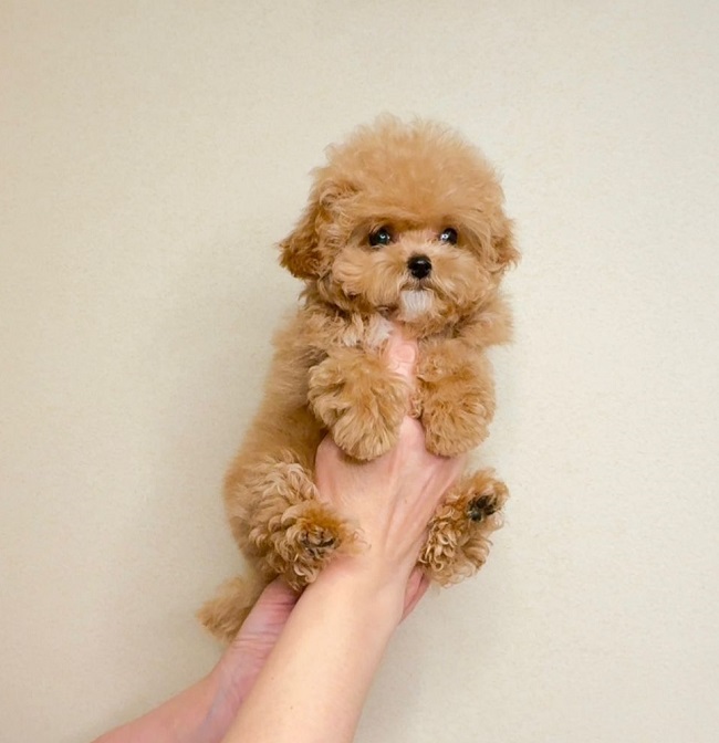 купить щенка бишон-фризе