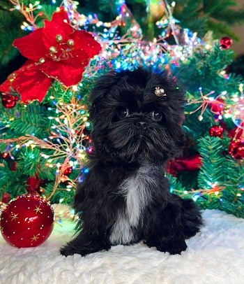 купить йорка в питомнике