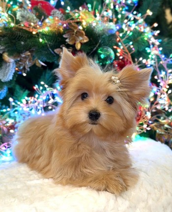 купить йорка в питомнике