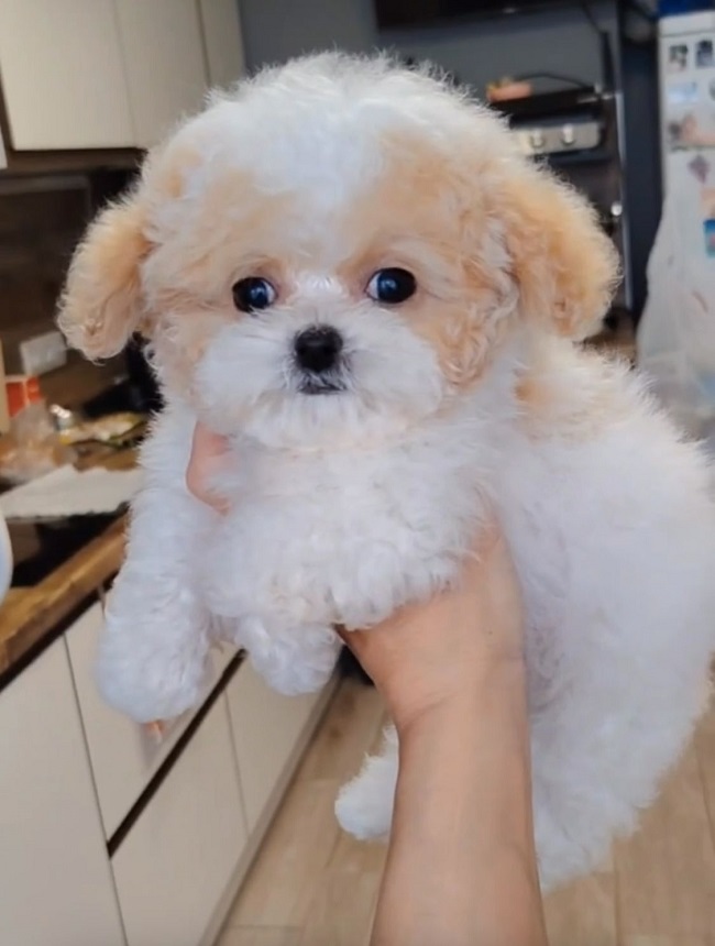 купить щенка той тедди пуделя