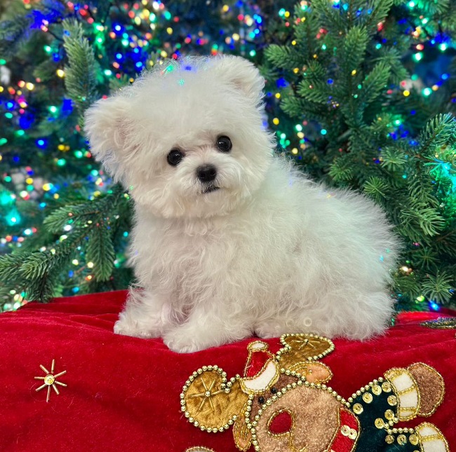 купить щенка бишон-фризе