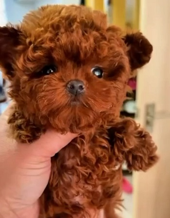 тедди пудель