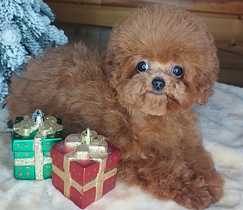 тедди пудель