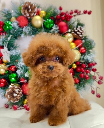 тедди пудель