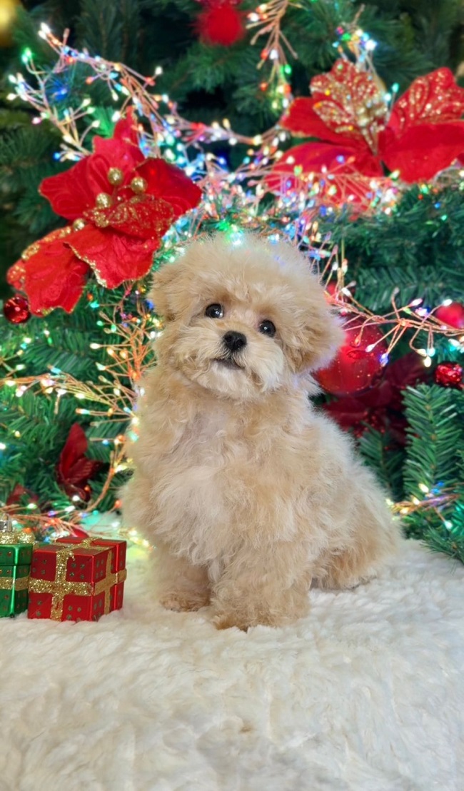 щенок мальтипу