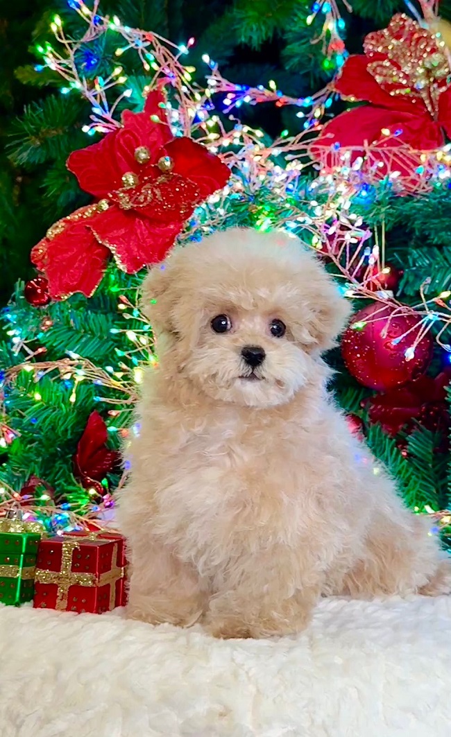 щенок мальтипу