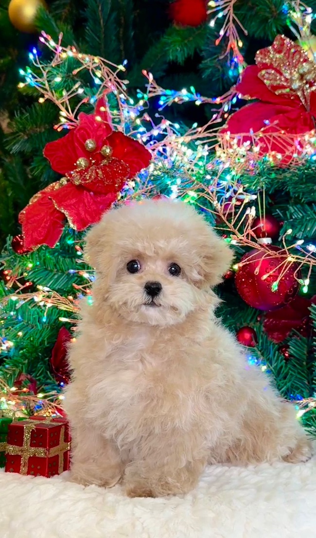 щенок мальтипу