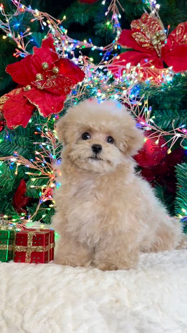 щенок мальтипу