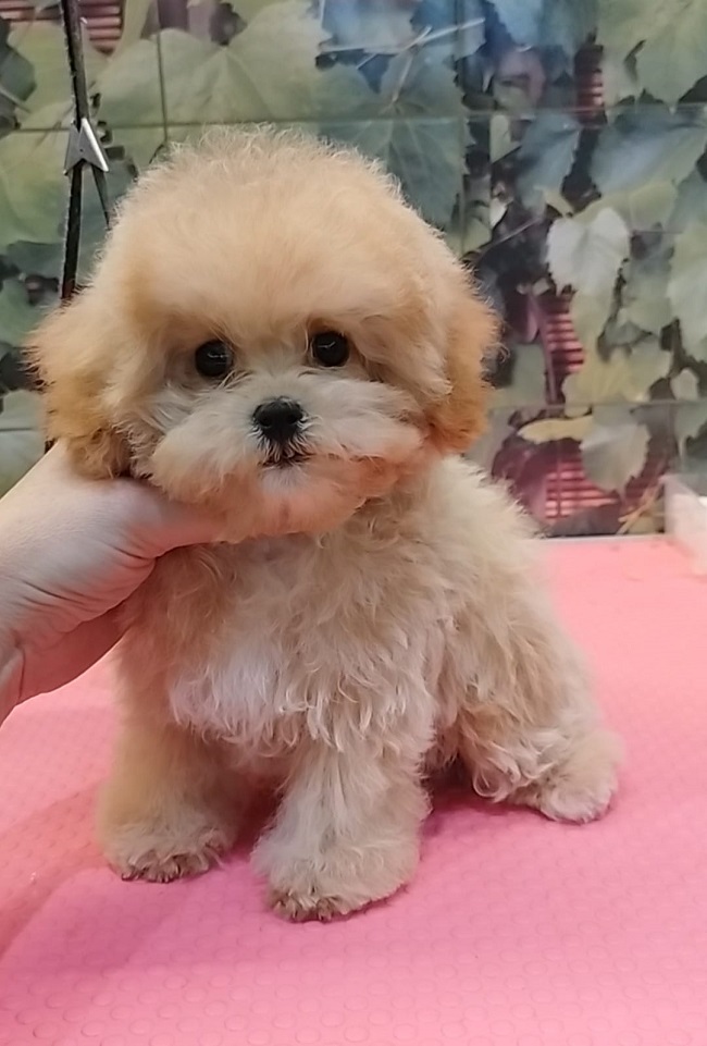 щенок мальтипу