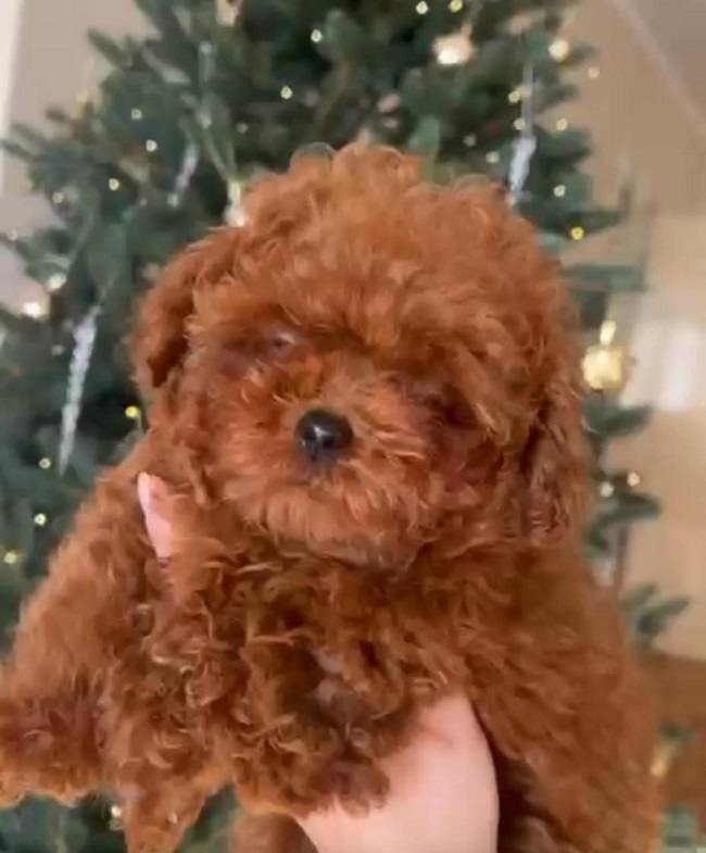 купить щенка той тедди пуделя